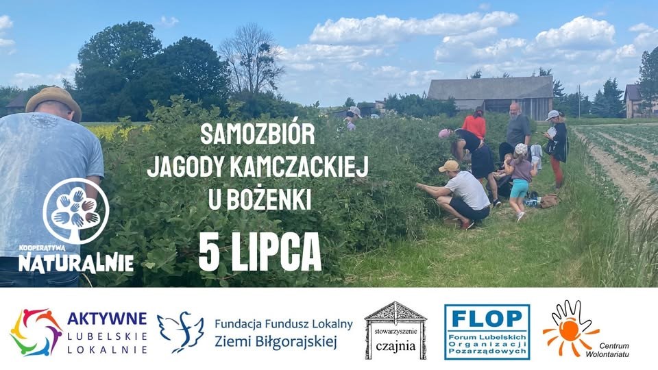 Zaproszenie na samozbiór jagody kamczackiej z kooperatywą u Bożenki w Brzostówce